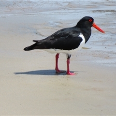 Haematopus longirostris (Australian Pied Oystercatcher) at Portland, VIC - 2 Nov 2024 by MB