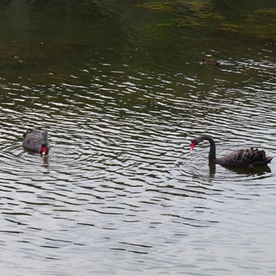 Cygnus atratus (Black Swan) at Port Fairy, VIC - 2 Nov 2024 by MB