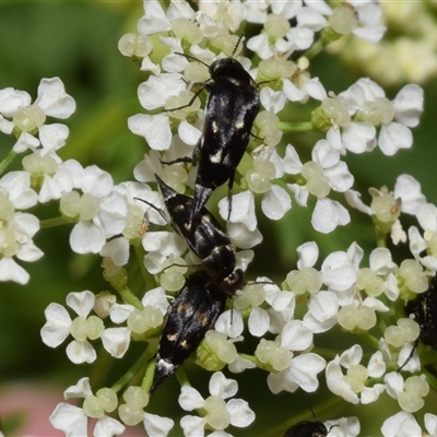 Mordella sp. (genus) (Pintail or tumbling flower beetle) at Uriarra Village, ACT - 6 Nov 2024 by DianneClarke