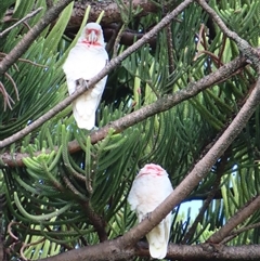 Cacatua tenuirostris (Long-billed Corella) at Port Fairy, VIC - 3 Nov 2024 by MB