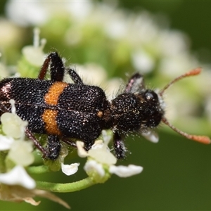 Eleale pulchra at Uriarra Village, ACT - 7 Nov 2024