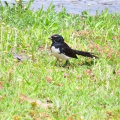 Rhipidura leucophrys (Willie Wagtail) at Wooroonook, VIC - 4 Nov 2024 by MB
