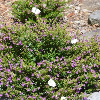 Pieris rapae (Cabbage White) at Jamberoo, NSW - 8 Nov 2024 by plants