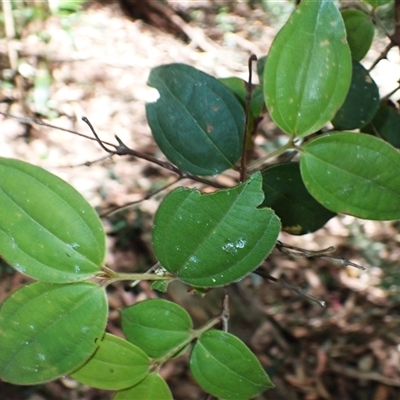 Rhodamnia rubescens (Scrub Turpentine, Brown Malletwood) at Macquarie Pass, NSW - 7 Nov 2024 by plants