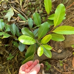 Myrsine howittiana (Brush Muttonwood) at Kangaroo Valley, NSW - 9 Nov 2024 by lbradley