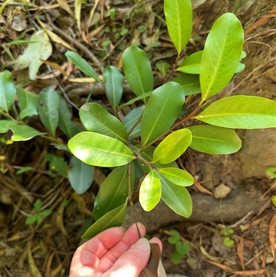 Myrsine howittiana (Brush Muttonwood) at Kangaroo Valley, NSW - 9 Nov 2024 by lbradley