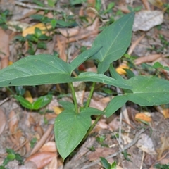 Typhonium eliosurum at Macquarie Pass, NSW - 8 Nov 2024 by plants