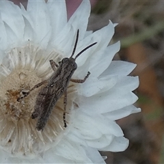 Phaulacridium vittatum at Queanbeyan West, NSW - 9 Nov 2024 07:26 AM