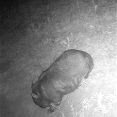 Vombatus ursinus (Common wombat, Bare-nosed Wombat) at Kangaroo Valley, NSW - 8 Nov 2024 by lbradley