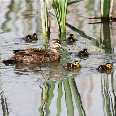 Anas superciliosa (Pacific Black Duck) at Fyshwick, ACT - 9 Nov 2024 by JimL