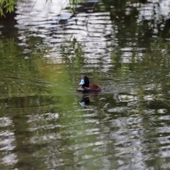 Oxyura australis (Blue-billed Duck) at Fyshwick, ACT - 9 Nov 2024 by JimL