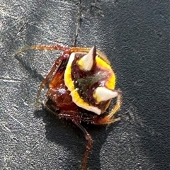 Poecilopachys australasia (Two-spined spider) at Kangaroo Valley, NSW - 9 Nov 2024 by lbradley