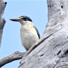 Todiramphus sanctus (Sacred Kingfisher) at Weetangera, ACT - 8 Nov 2024 by Thurstan