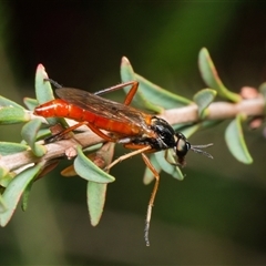 Ectinorhynchus sp. (genus) (A Stiletto Fly) at Downer, ACT - 8 Nov 2024 by RobertD