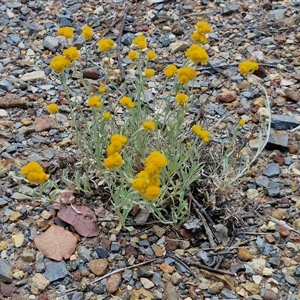 Chrysocephalum apiculatum at Towrang, NSW - 9 Nov 2024