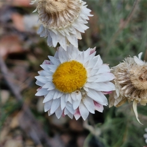 Leucochrysum albicans subsp. tricolor at Towrang, NSW - 9 Nov 2024 11:04 AM