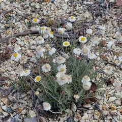 Leucochrysum albicans subsp. tricolor at Towrang, NSW - 9 Nov 2024 11:04 AM