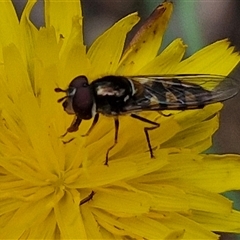 Melangyna viridiceps (Hover fly) at Towrang, NSW - 9 Nov 2024 by trevorpreston