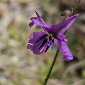 Arthropodium fimbriatum at Towrang, NSW - 9 Nov 2024 11:02 AM