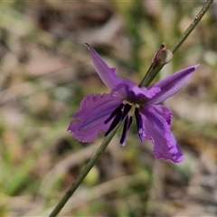 Arthropodium fimbriatum at Towrang, NSW - 9 Nov 2024 11:02 AM