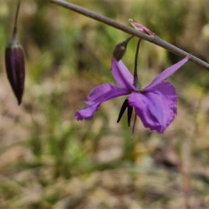 Arthropodium fimbriatum at Towrang, NSW - 9 Nov 2024 11:02 AM