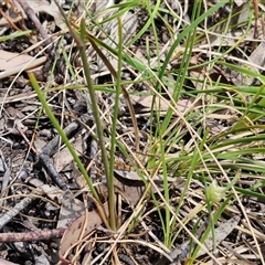 Arthropodium fimbriatum at Towrang, NSW - 9 Nov 2024 11:02 AM