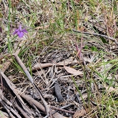 Arthropodium fimbriatum at Towrang, NSW - 9 Nov 2024 11:02 AM