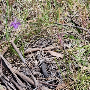 Arthropodium fimbriatum at Towrang, NSW - 9 Nov 2024 11:02 AM