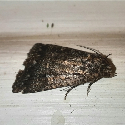 Condica aroana (Small Condica Moth) at Goulburn, NSW - 7 Nov 2024 by glbn1