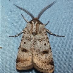 Agrotis porphyricollis (Variable Cutworm) at Goulburn, NSW - 7 Nov 2024 by glbn1