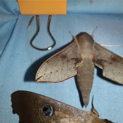 Hippotion scrofa (Coprosma Hawk Moth) at Goulburn, NSW - 7 Nov 2024 by glbn1