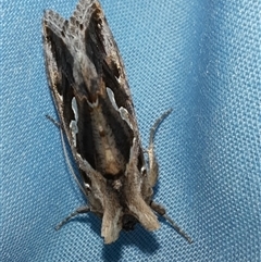 Chrysodeixis argentifera (Tobacco Looper) at Goulburn, NSW - 7 Nov 2024 by glbn1