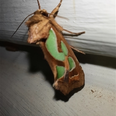 Cosmodes elegans (Green Blotched Moth) at Goulburn, NSW - 7 Nov 2024 by glbn1