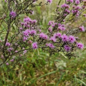 Kunzea parvifolia at Marulan, NSW - 9 Nov 2024