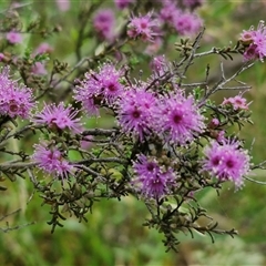 Kunzea parvifolia at Marulan, NSW - 9 Nov 2024