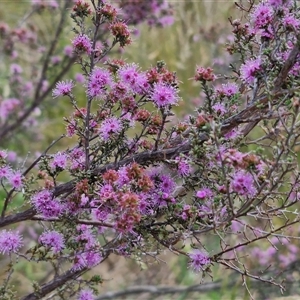 Kunzea parvifolia at Marulan, NSW - 9 Nov 2024