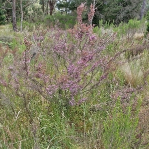 Kunzea parvifolia at Marulan, NSW - 9 Nov 2024