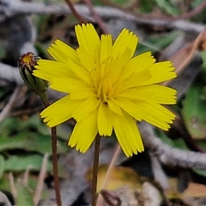 Hypochaeris radicata at Marulan, NSW - 9 Nov 2024