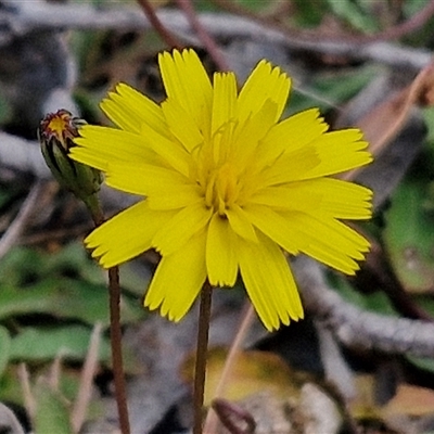 Hypochaeris radicata (Cat's Ear, Flatweed) at Marulan, NSW - 8 Nov 2024 by trevorpreston