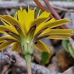 Hypochaeris radicata at Marulan, NSW - 9 Nov 2024