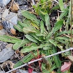 Hypochaeris radicata at Marulan, NSW - 9 Nov 2024