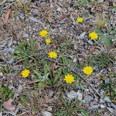 Hypochaeris radicata at Marulan, NSW - 9 Nov 2024