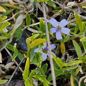 Isotoma fluviatilis subsp. australis at Marulan, NSW - 9 Nov 2024