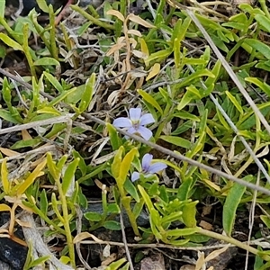 Isotoma fluviatilis subsp. australis at Marulan, NSW - 9 Nov 2024