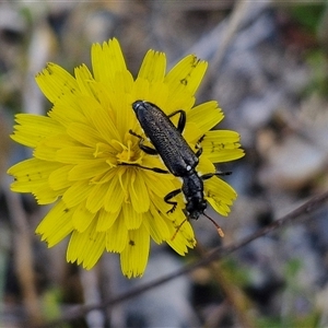 Eleale simplex at Marulan, NSW - 9 Nov 2024