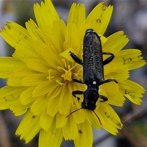 Eleale simplex at Marulan, NSW - 9 Nov 2024 10:43 AM