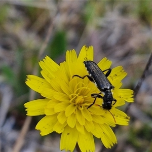 Eleale simplex at Marulan, NSW - 9 Nov 2024