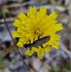 Eleale simplex at Marulan, NSW - 9 Nov 2024 10:43 AM