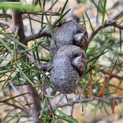 Hakea decurrens subsp. decurrens (Bushy Needlewood) at Marulan, NSW - 9 Nov 2024 by trevorpreston