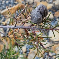 Hakea decurrens subsp. decurrens at Marulan, NSW - 9 Nov 2024